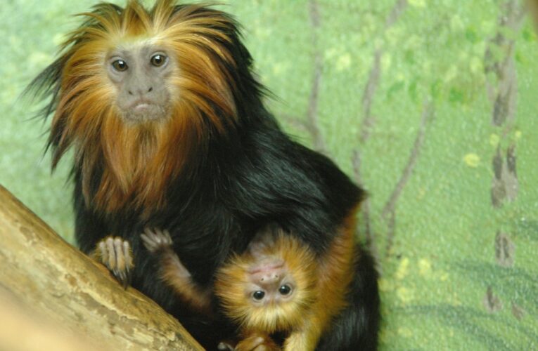 Δύο « χρυσοκέφαλα πιθηκάκια» γεννήθηκαν στο Ζωολογικό Κήπο της Πάφου