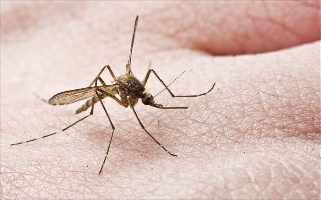Αντιμετωπίστε τα κουνούπια με… φυτικό τρόπο!