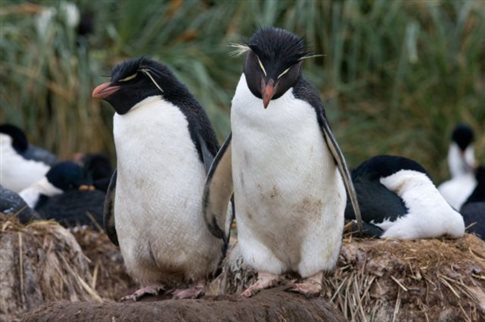 Παντρεμένοι πιγκουίνοι – μακριά και αγαπημένοι