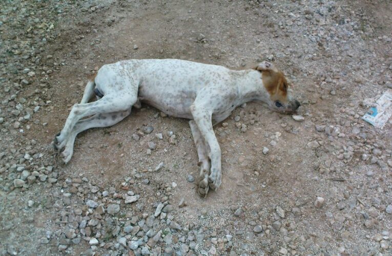 Καταγγελία από κτηνοτρόφο για δηλητηρίαση ζώων