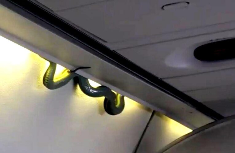 Φίδι έκοβε βόλτες μέσα σε αεροπλάνο εν ώρα πτήσης (PHOTO+VIDEO)