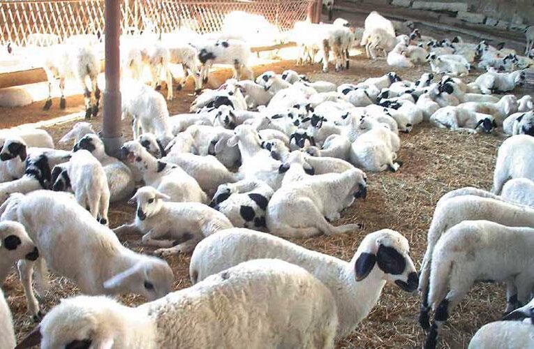Απαράδεκτο: Το κράτος προμήθευε μολυσμένα ζώα σε κτηνοτρόφους