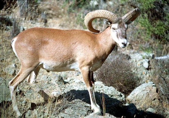 Στο αναρρωτήριο Αθαλάσσας αγρινό που εντοπίστηκε τραυματισμένο στην Λυσό