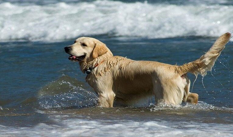 Αυτές είναι οι παραλίες σκύλων για το 2017
