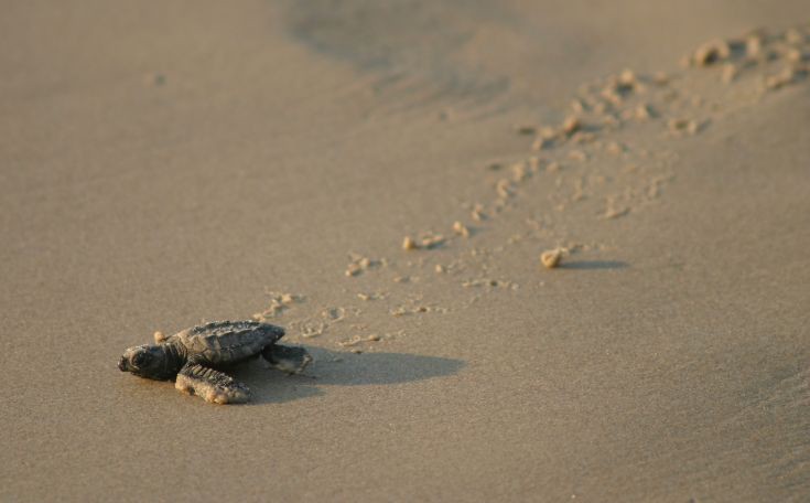 Τα χελωνάκια ξεκινάνε το μεγάλο τους ταξίδι από την Λάρα