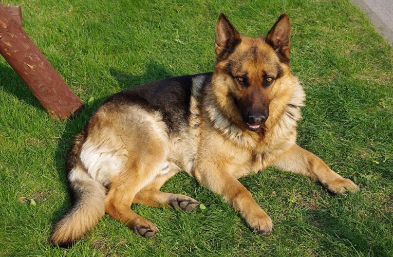 Γίνεται πιο αυστηρός ο Δήμος Πάφου με τους ιδιοκτήτες σκύλων