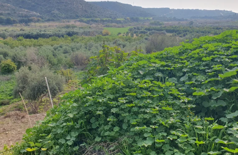 Η επικίνδυνη τακτική του ψεκάσματος των χόρτων συνεχίζει να εφαρμόζεται