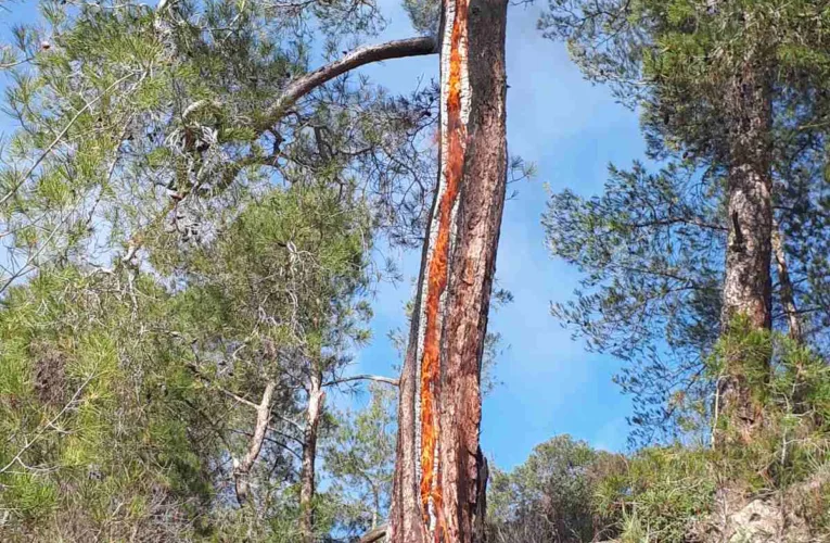 Υπό πλήρη έλεγχο πυρκαγιά εντός του κρατικού Δάσους Πάφου